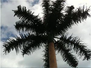 Palm Tree Tower 감추기